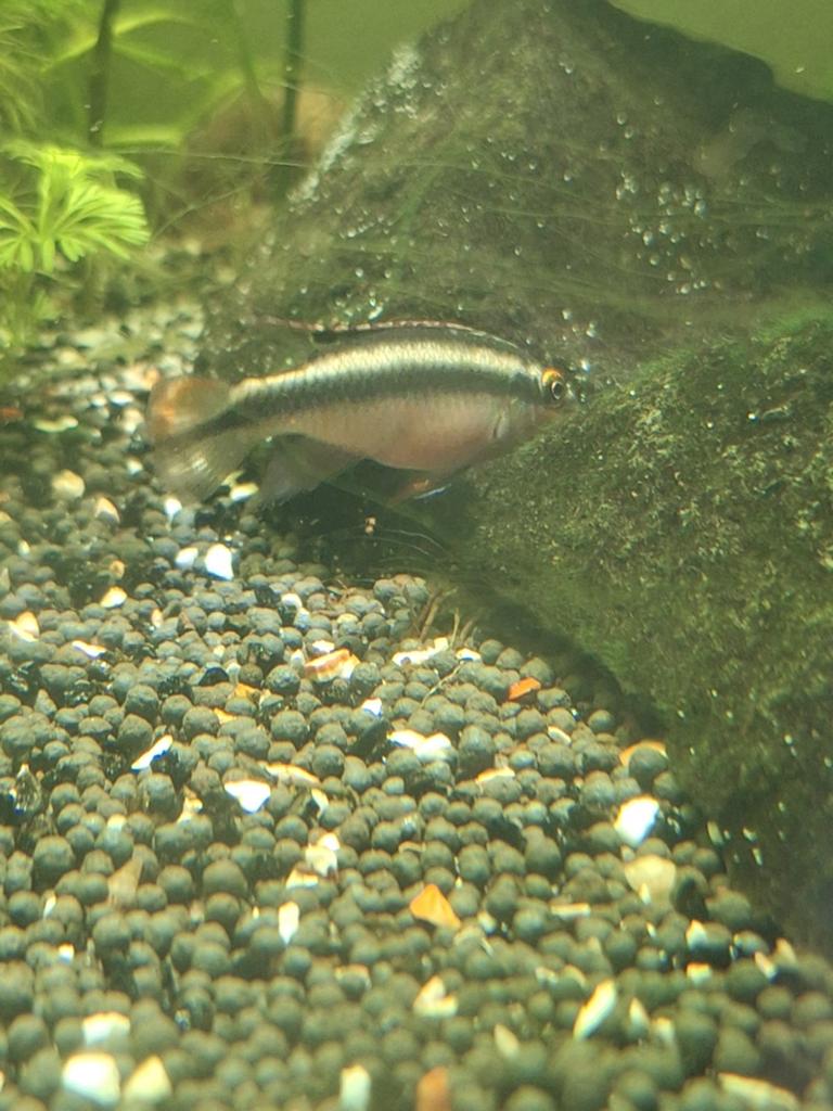 Kersenbuiken, Dieren en Toebehoren, Vissen | Aquariumvissen, Vis