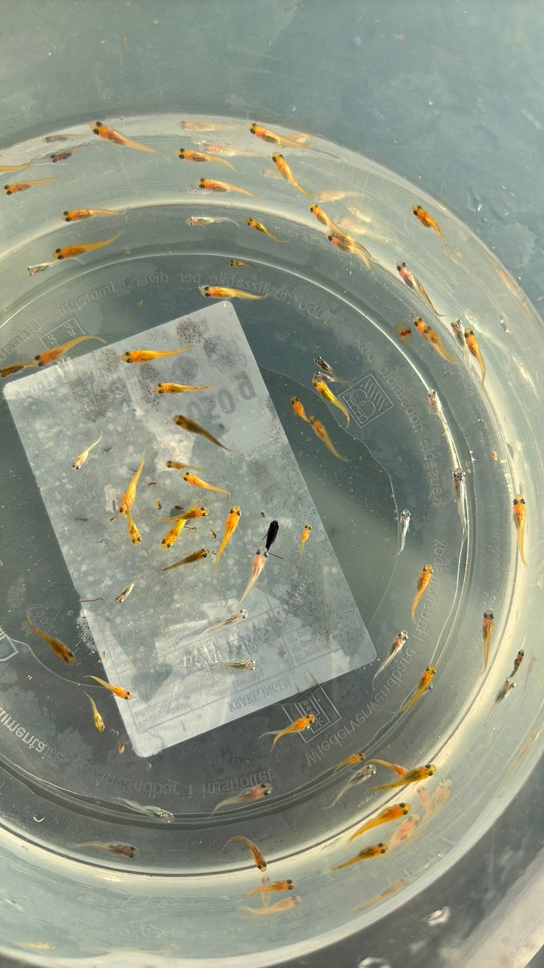 Mooie jonge medaka visjes ca. 1 cm, Karper of Koi