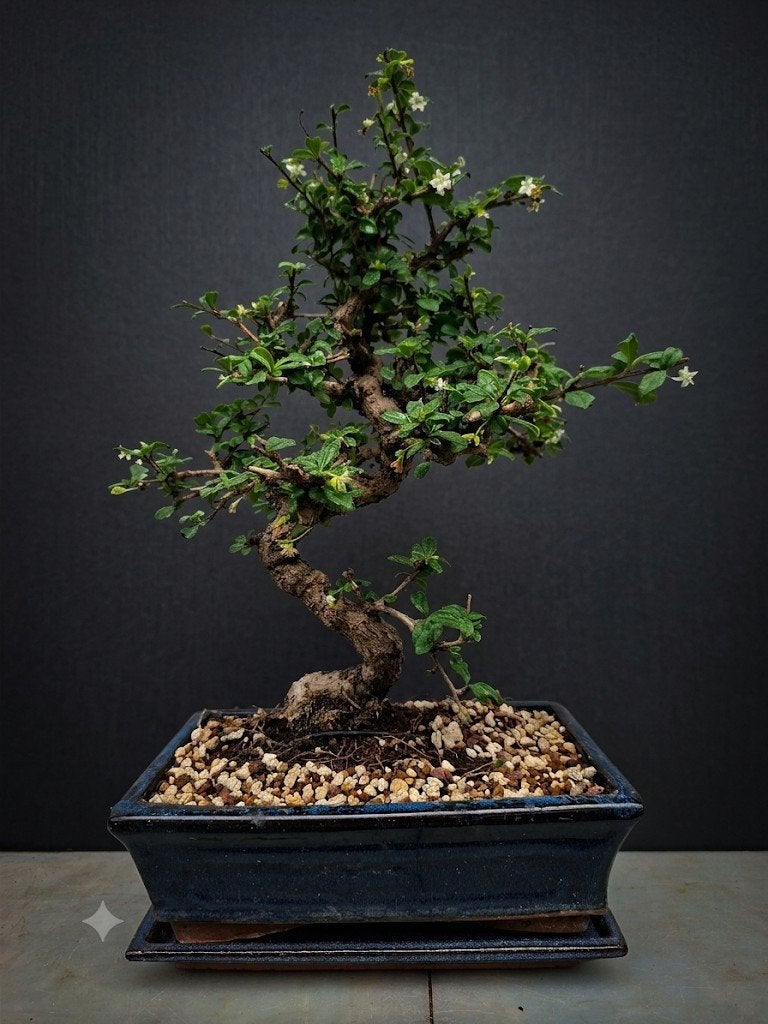Bonsai, Tuin en Terras, Bloeit niet, Halfschaduw, Minder dan 100 cm, Overige soorten