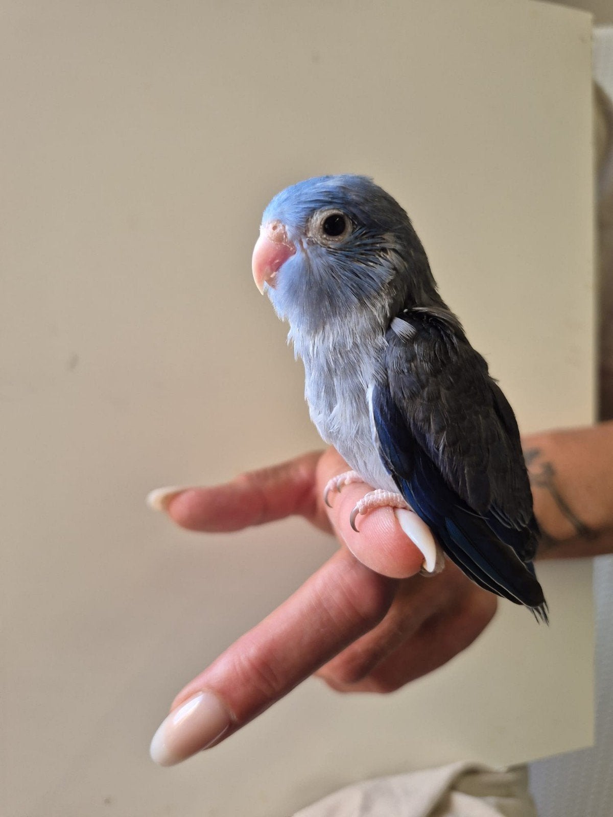 Diverse baby forpussen, om tam te maken., Dieren en Toebehoren, Meerdere dieren, Dwergpapegaai of Agapornis, Tam