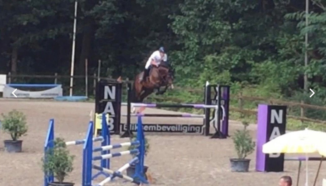 12 jarige ruin Spartacus x Carthino Z paard met vermogen, Ruin