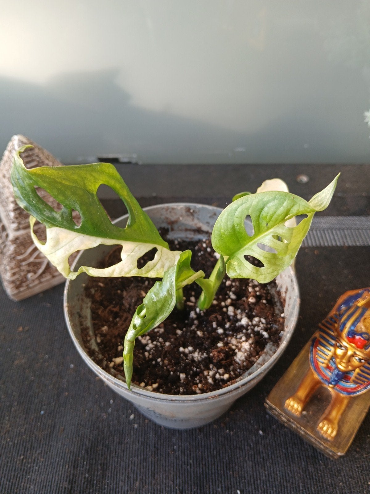 Monstera Adansonii Variegata - Zeldzame Gatenplant, Overige soorten, Vaste plant, Ophalen of Verzenden, Bloeit niet