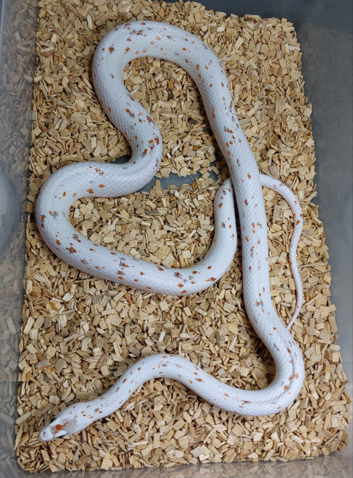 Pantherophis guttatus palmetto, Slang, 3 tot 6 jaar