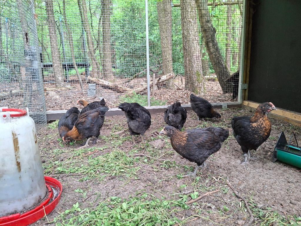 kuikens  Marans x Welsumer, mesthaantjes, Dieren en Toebehoren, Pluimvee, Mannelijk, Kip