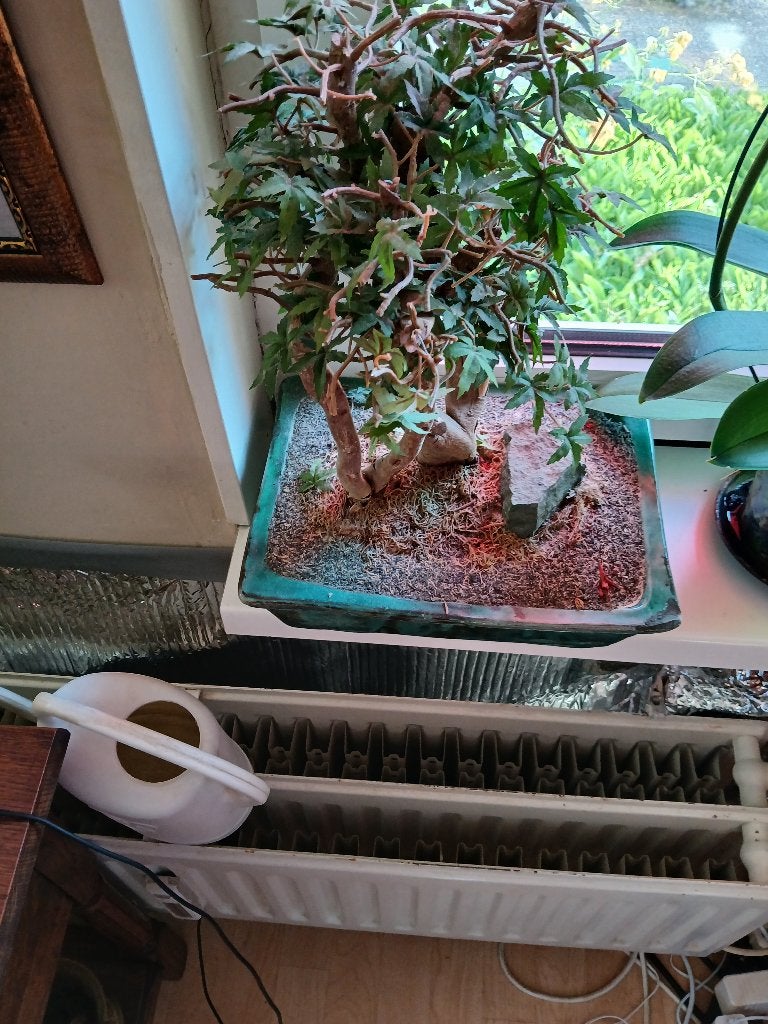 Bonsai in keramiek schaal, Ophalen of Verzenden