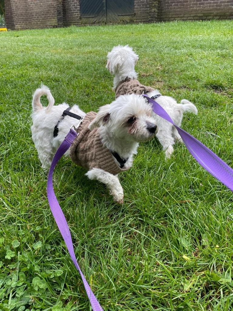 Lilly en Leon beschikbaar voor adoptie, Dieren en Toebehoren, Maltezer, Particulier, Buitenland, Parvo
