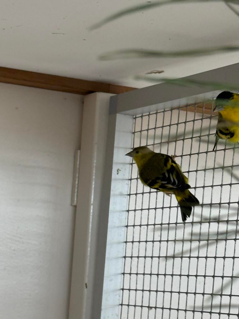 Yarrel sijzen, Dieren en Toebehoren, Meerdere dieren, Geringd