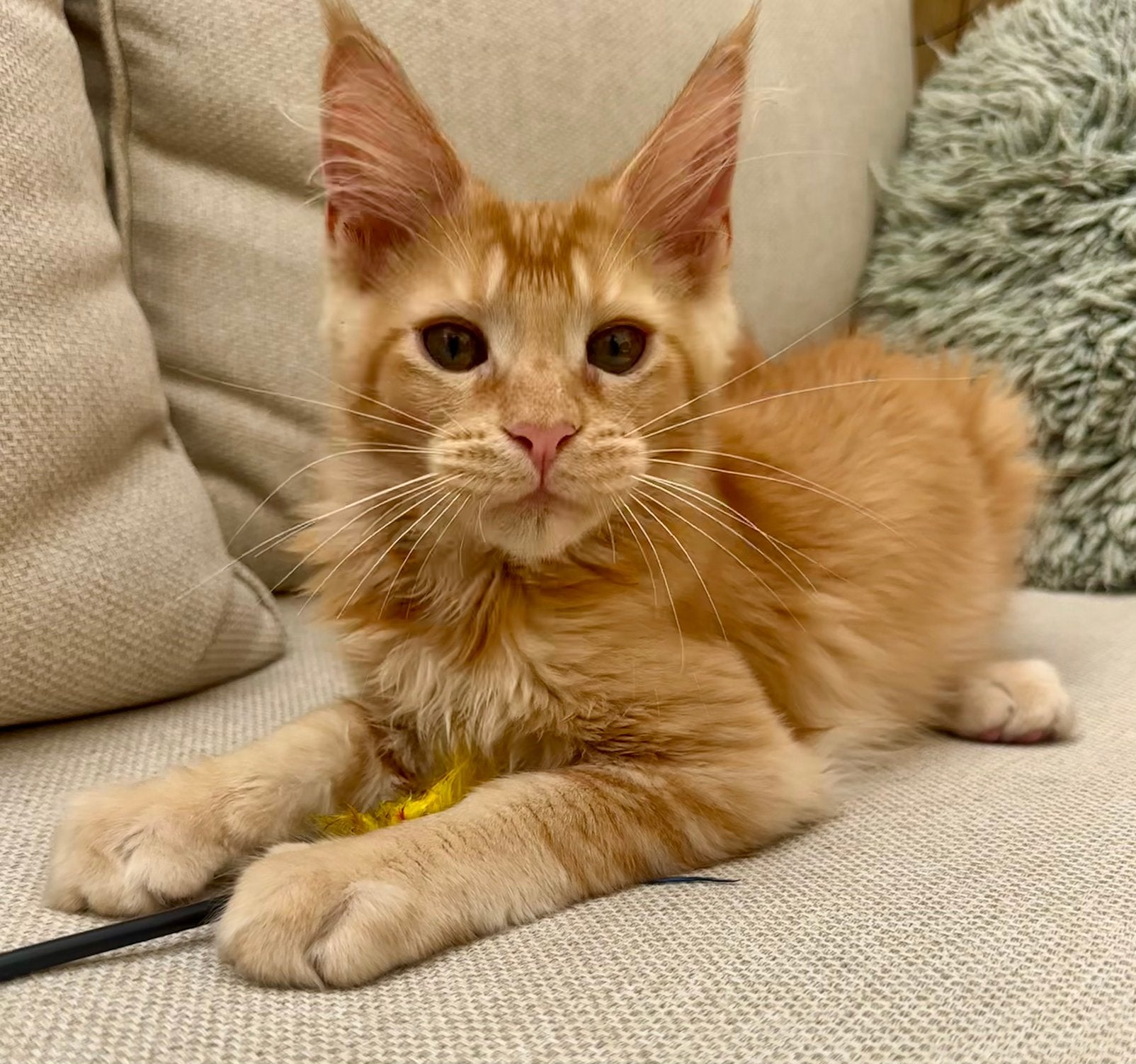 Maine Coon, Poes, Met stamboom, 0 tot 2 jaar