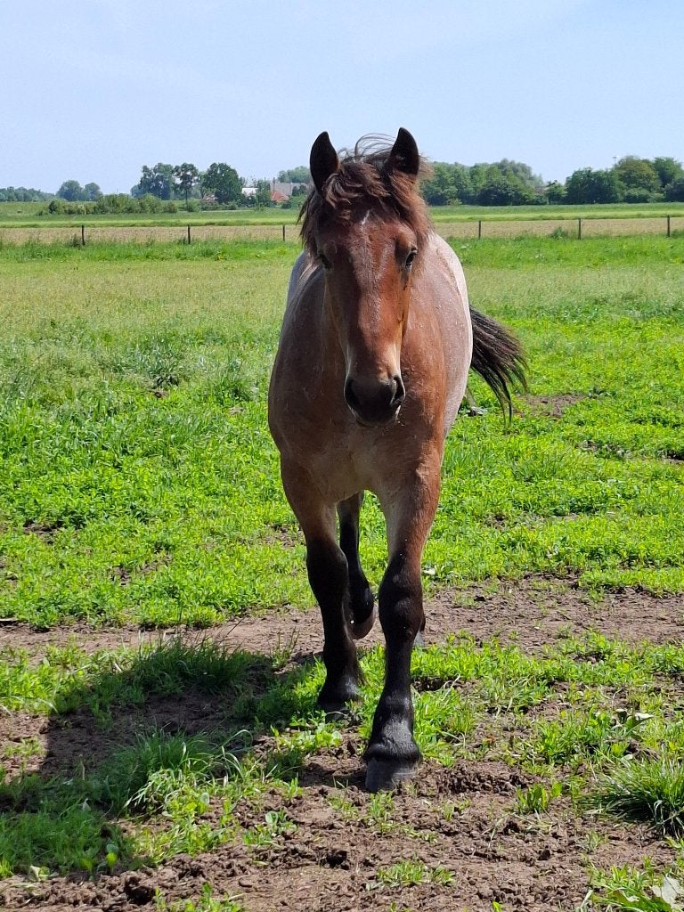 Zweeds Ardenner hengst jaarling, Minder dan 160 cm, Niet van toepassing, Hengst, Recreatiepaard