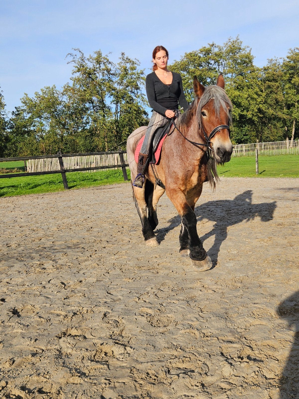 Lieve Belgische trekpaard, Merrie, Met stamboom, 11 jaar of ouder, Recreatiepaard