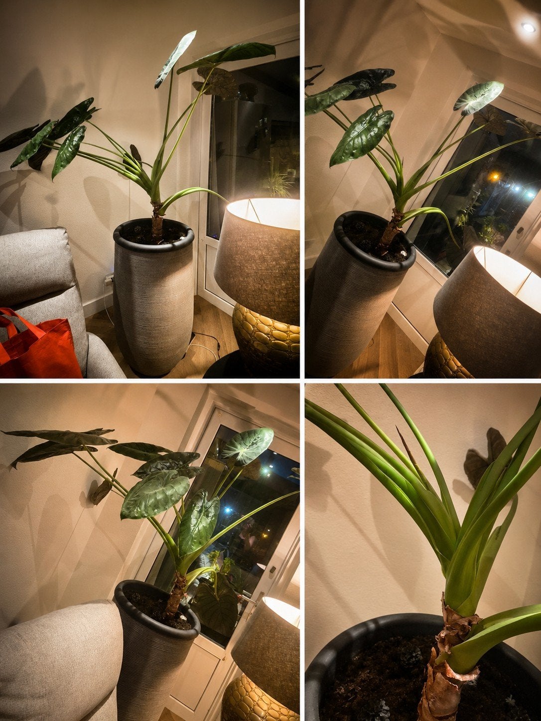Grote Alocasia kamerplant in pot, Ophalen, Overige soorten, Halfschaduw, In pot