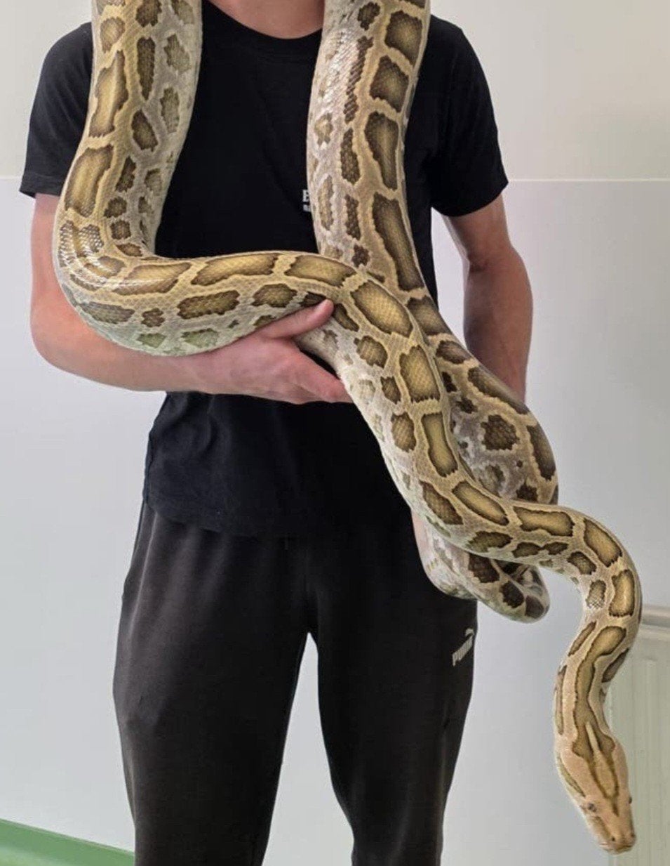 1.0 tijger python (python molures)., Slang, Tam, 3 tot 6 jaar