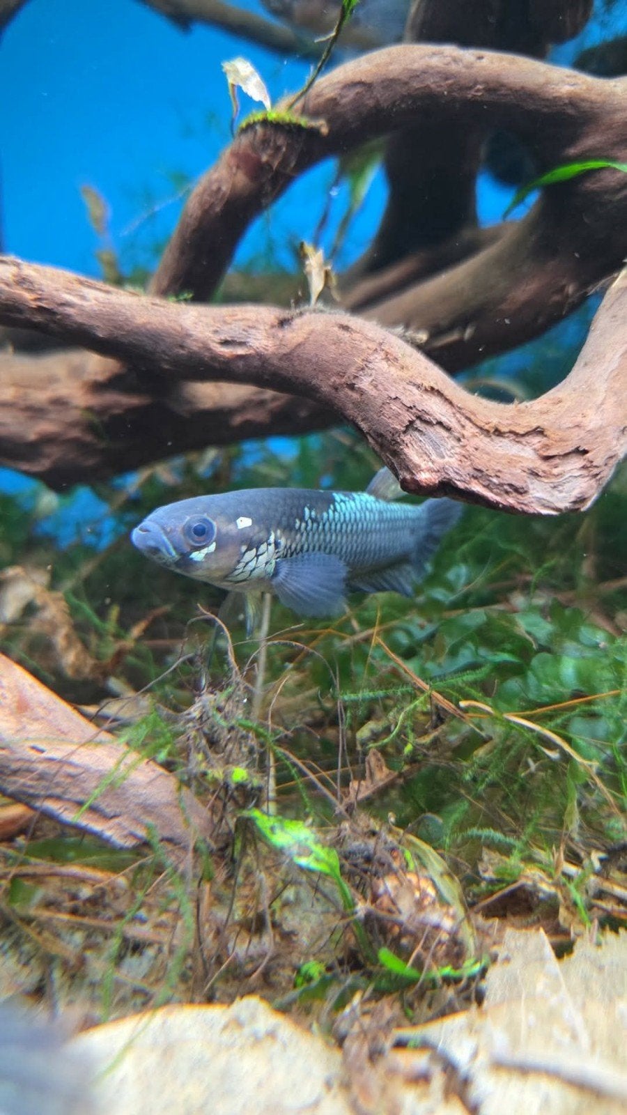 wilde betta ocellata F1, Dieren en Toebehoren, Vissen | Aquariumvissen, Vis, Zoetwatervis