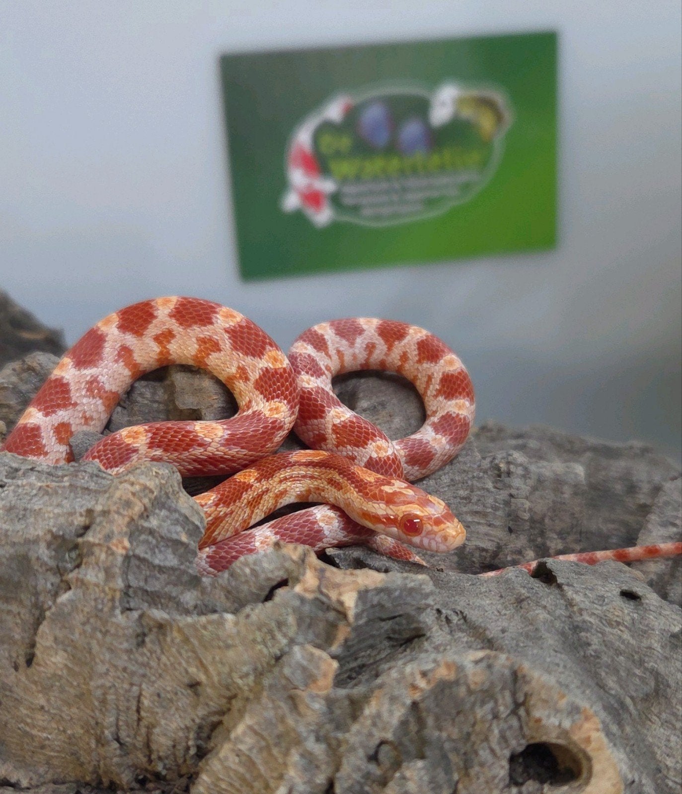 Rattenslang Rat Snake photo 3
