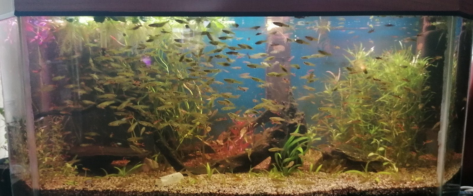 Endlers m/v geschikt voor kleine aquaria en beginner ideaal, Vis, Zoetwatervis, Schoolvis