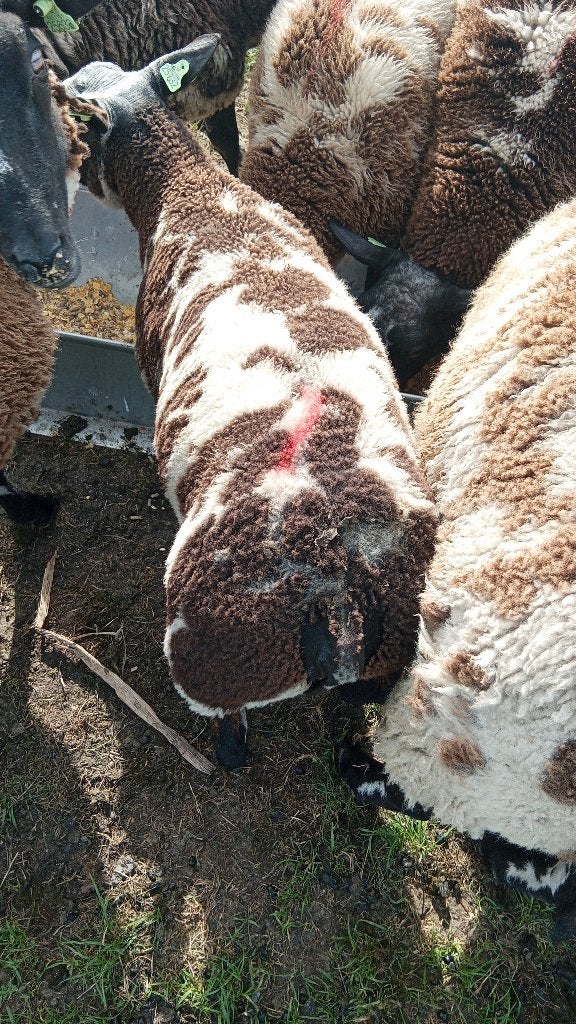 Zeer luxe jong ramlam, Dieren en Toebehoren, Mannelijk, Schaap