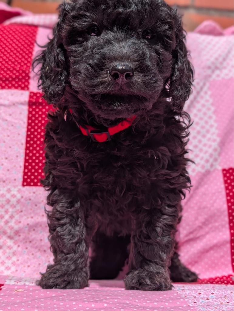 Type maltipoo pups ❤️...hypoallergeen nog 1 lief reutje !, Dieren en Toebehoren, Parvo, Overige rassen, 8 tot 15 weken, Meerdere