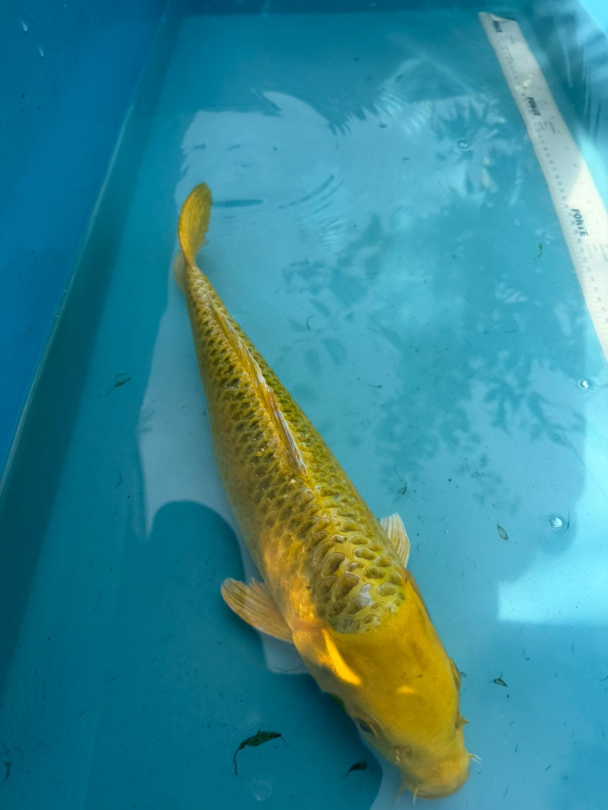 Yamabuki Ogon  koi, Karper of Koi