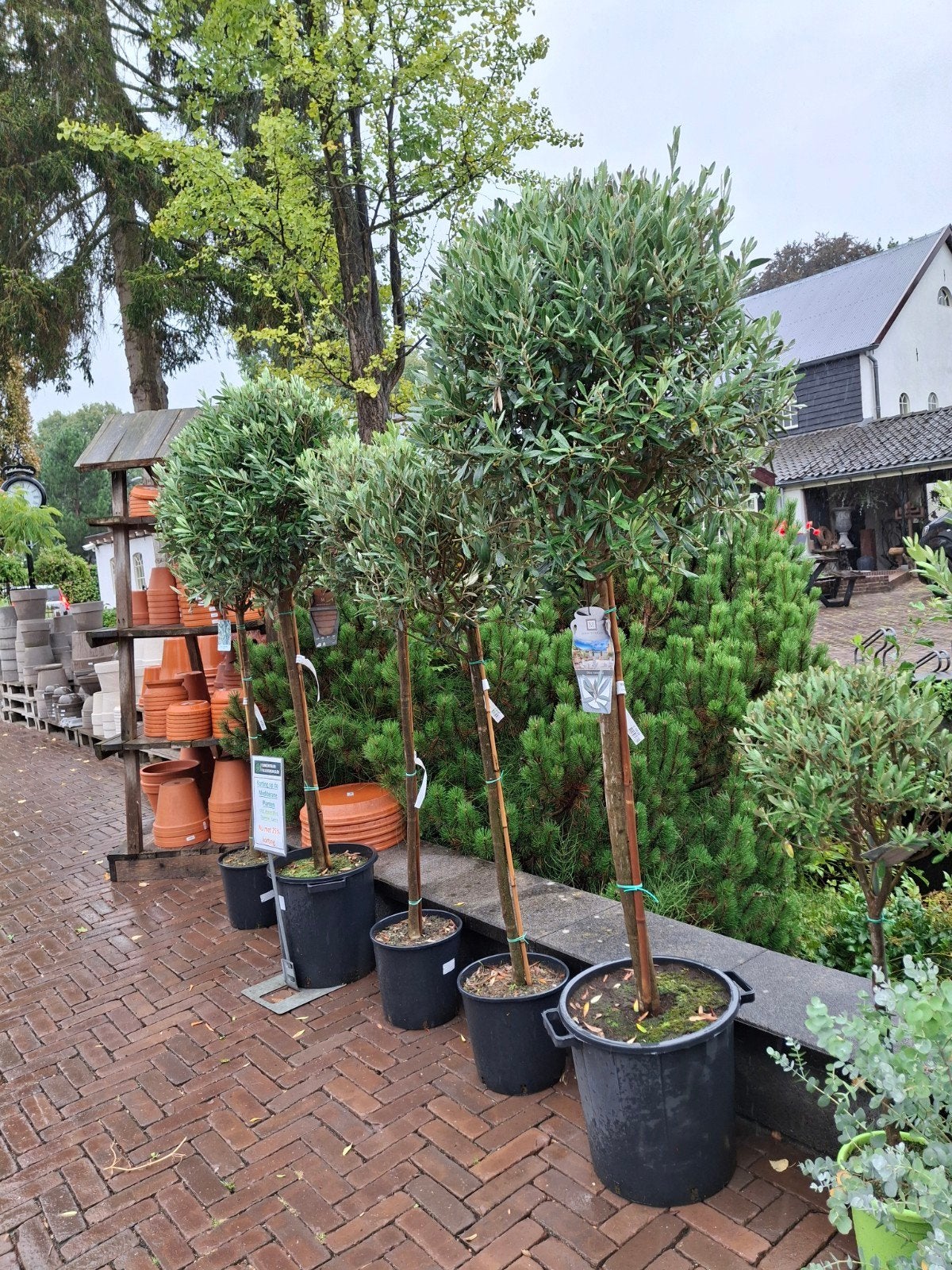 Olijfbomen & Eucalyptus met 25% korting, Tuin en Terras, Ophalen, Overige soorten, Halfschaduw