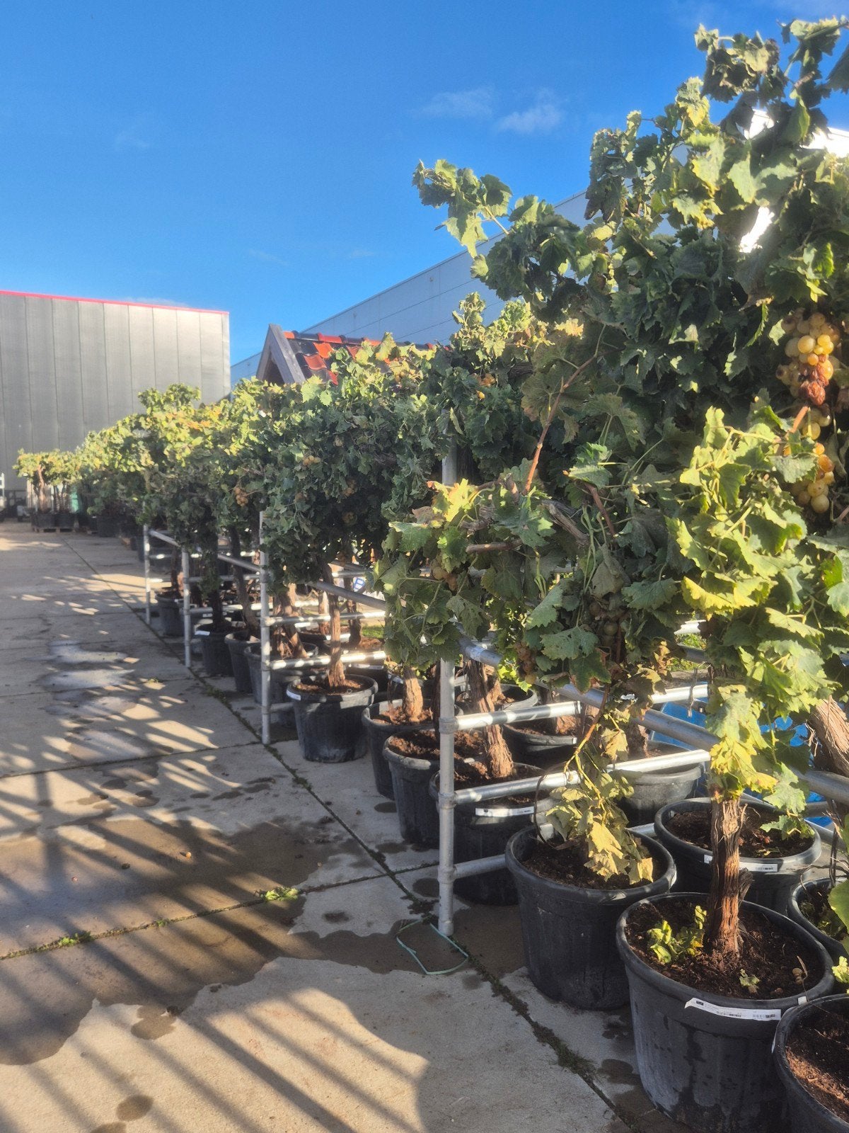 druivenbomen vitis vinifera alta, Ophalen, Zomer, Volle zon, 100 tot 250 cm