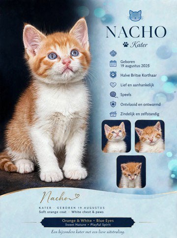 Kittens half brits, Dieren en Toebehoren, Meerdere dieren, Ontwormd, 0 tot 2 jaar