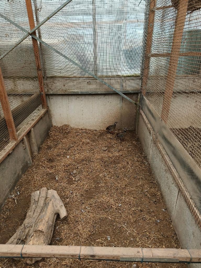 Bruinborst bospatrijs, Dieren en Toebehoren, Meerdere dieren, Geringd