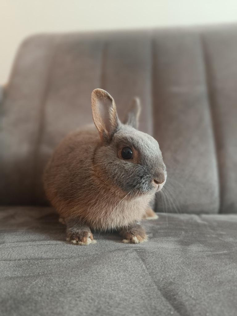 Kleurdwerg rammetje gecastreerd, Dieren en Toebehoren, Konijnen, Mannelijk, Dwerg, 0 tot 2 jaar