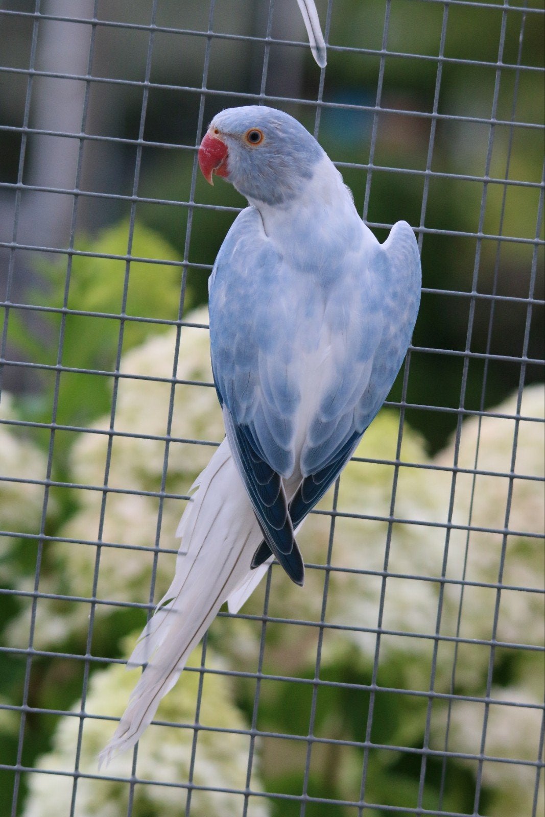 Halsbandparkiet Opaline Bleekstaart Violet man 2026, Dieren en Toebehoren, Mannelijk, Parkiet, Geringd