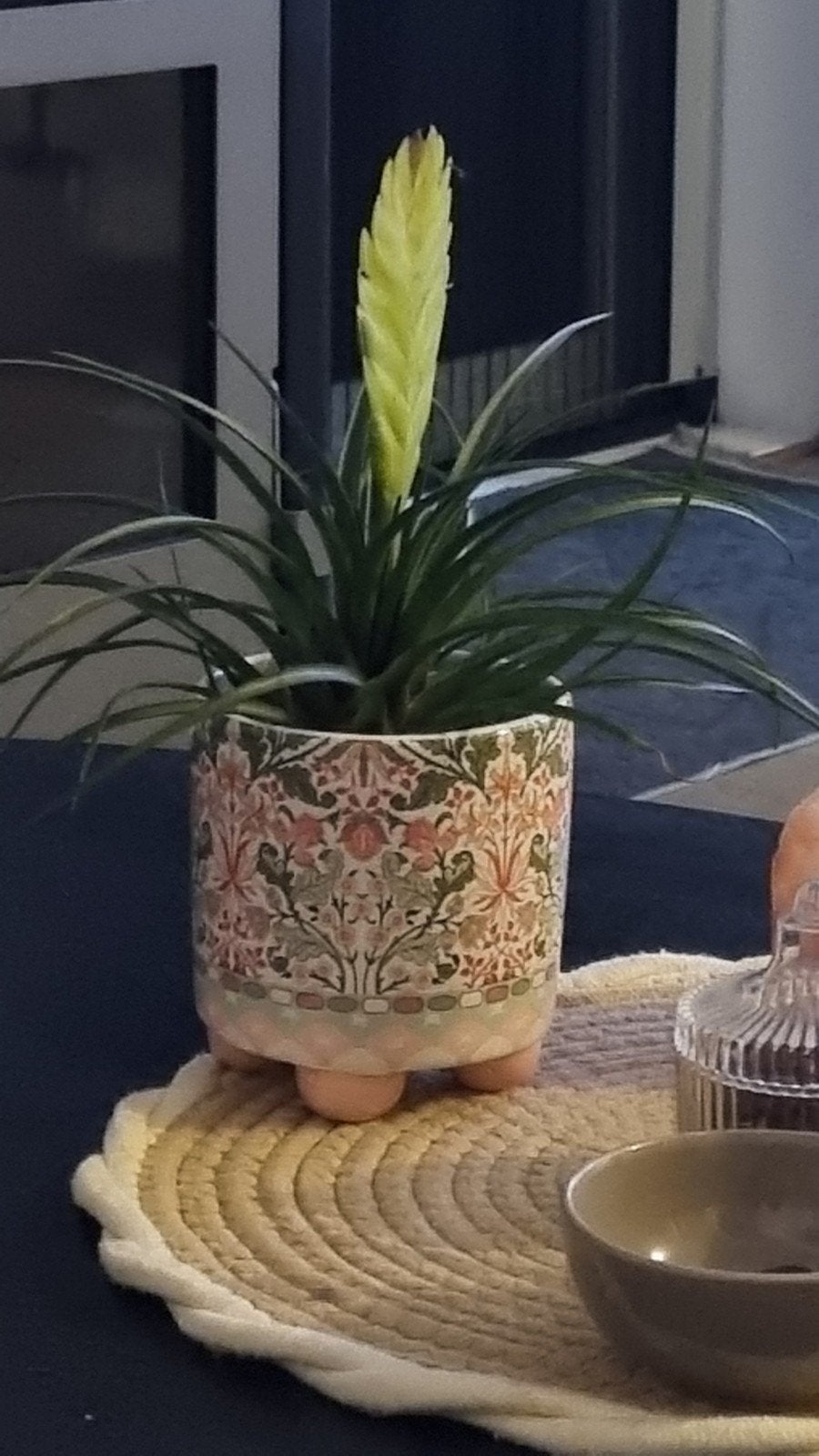 Tillandsia in decoratieve pot, Ophalen