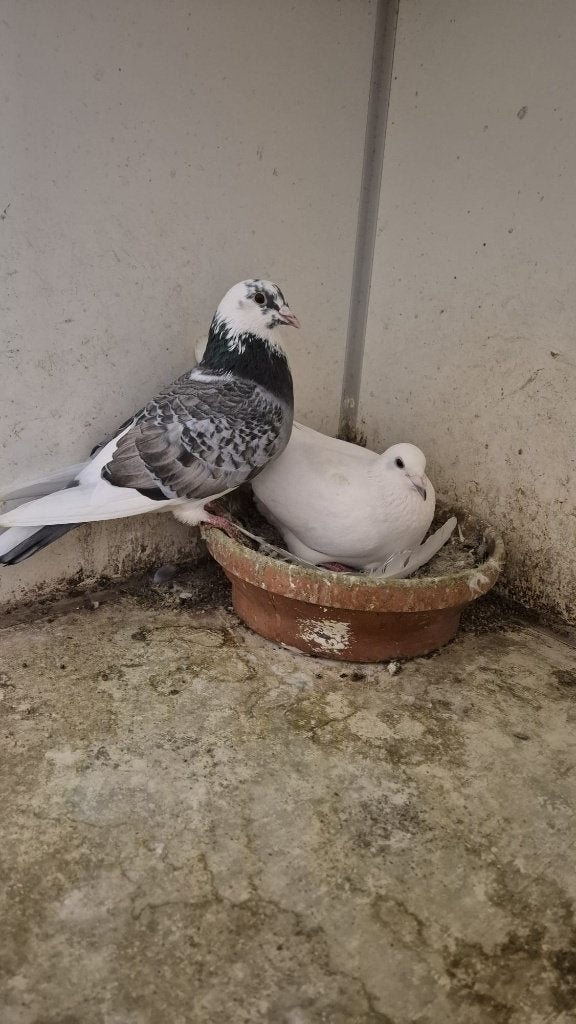 Mooi koppel kleurpostduiven, Dieren en Toebehoren, Meerdere dieren, Postduif