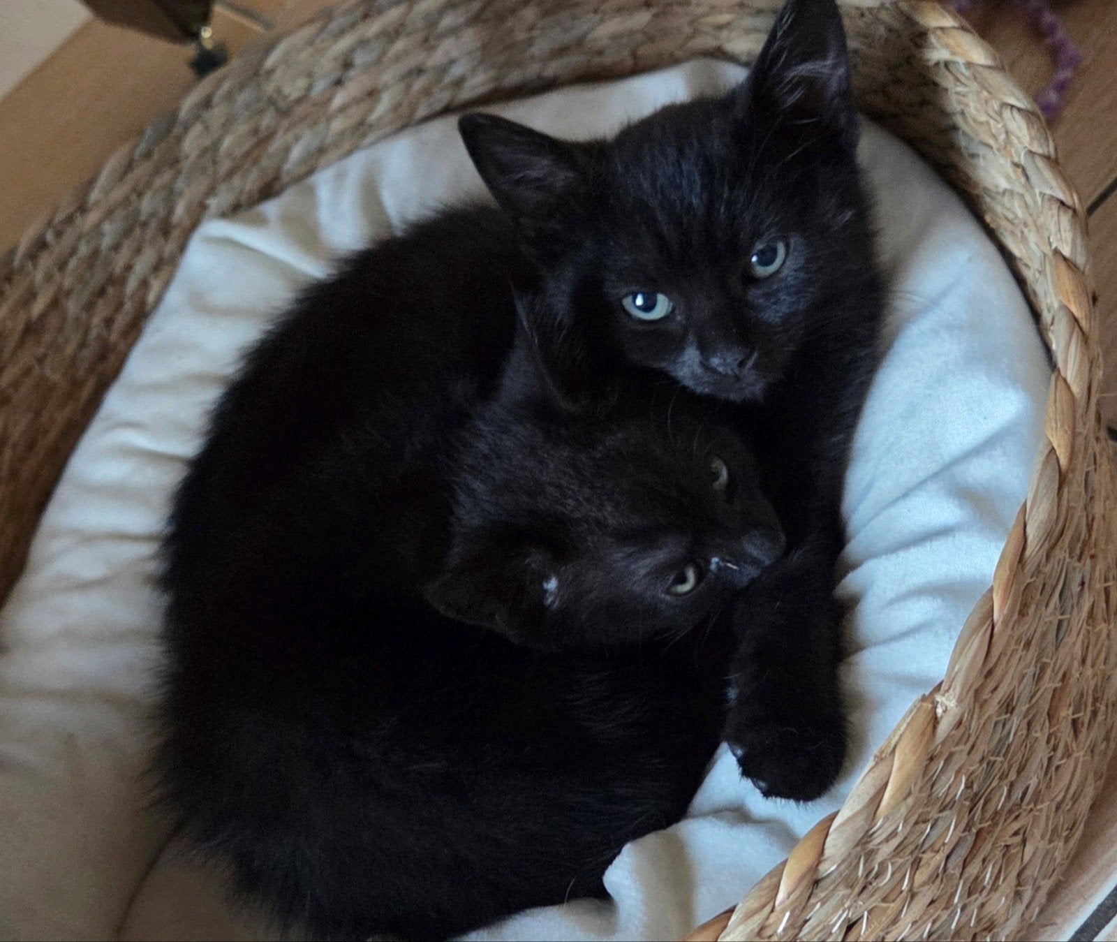 2 Kittens   beschikbaar mogen direct mee, Meerdere dieren, Kortharig, 0 tot 2 jaar