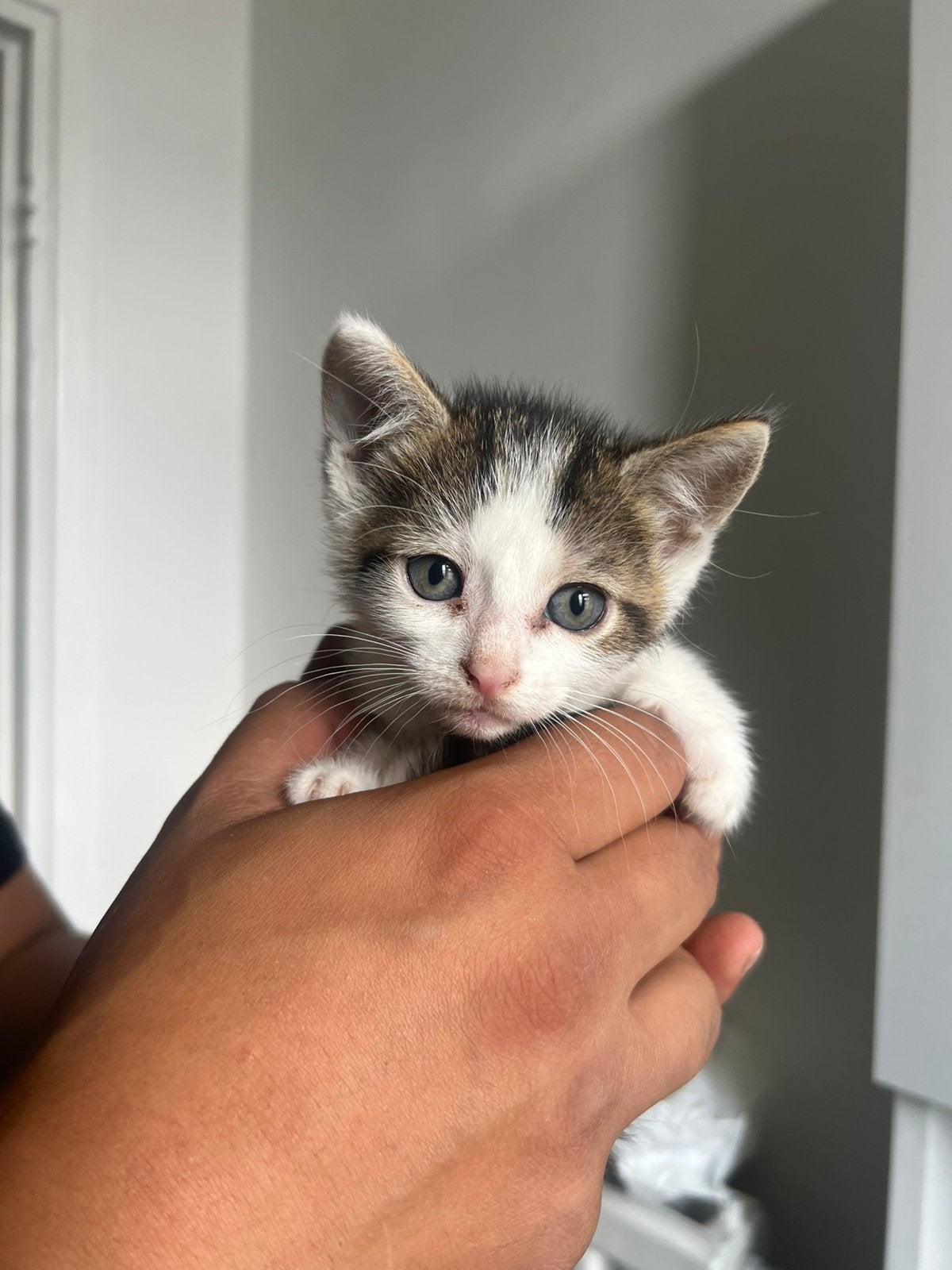 4 Kittens, Dieren en Toebehoren, Katten en Kittens | Overige Katten, Meerdere dieren