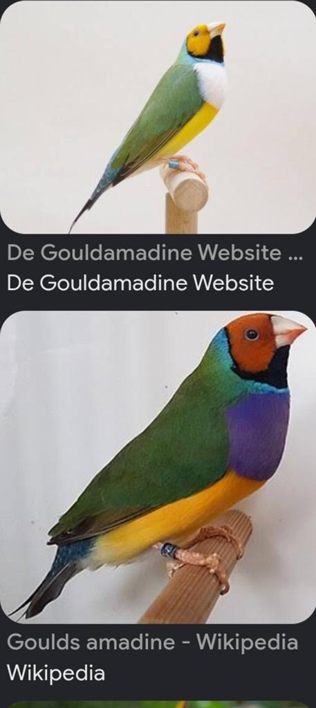 Oranjekop gouldamadines gezocht!! Overname of ruil., Dieren en Toebehoren, Vogels | Overige Vogels, Meerdere dieren, Tropenvogel
