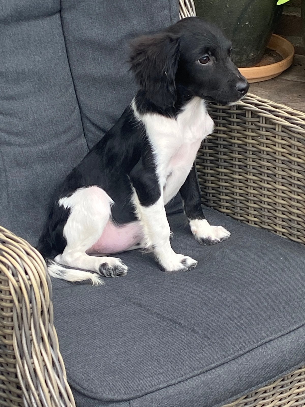 Hele mooue HEIDEWACHTEL x FRIESE STABIJ pup, Parvo, Nederland, 8 tot 15 weken, Teef