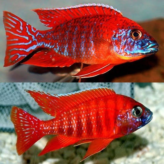 Aulonocara Rubin Red Malawi Exclusief!!!, Dieren en Toebehoren, Vissen | Aquariumvissen, Vis