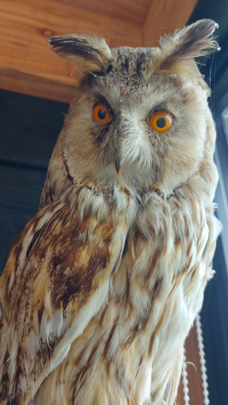 Prachtig opgezette ransuil - Uniek decoratiestuk, Ophalen of Verzenden, Gebruikt, Vogel, Opgezet dier