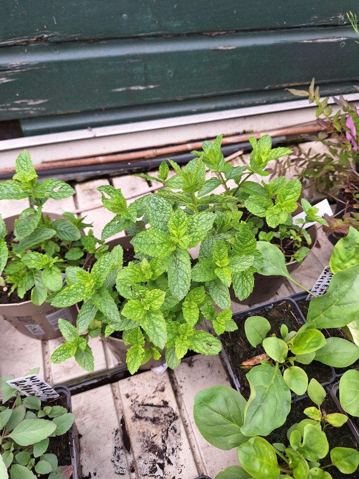 Marokkaanse munt in 15 cm pot ., Ophalen, Volle zon, Vaste plant, Kruiden