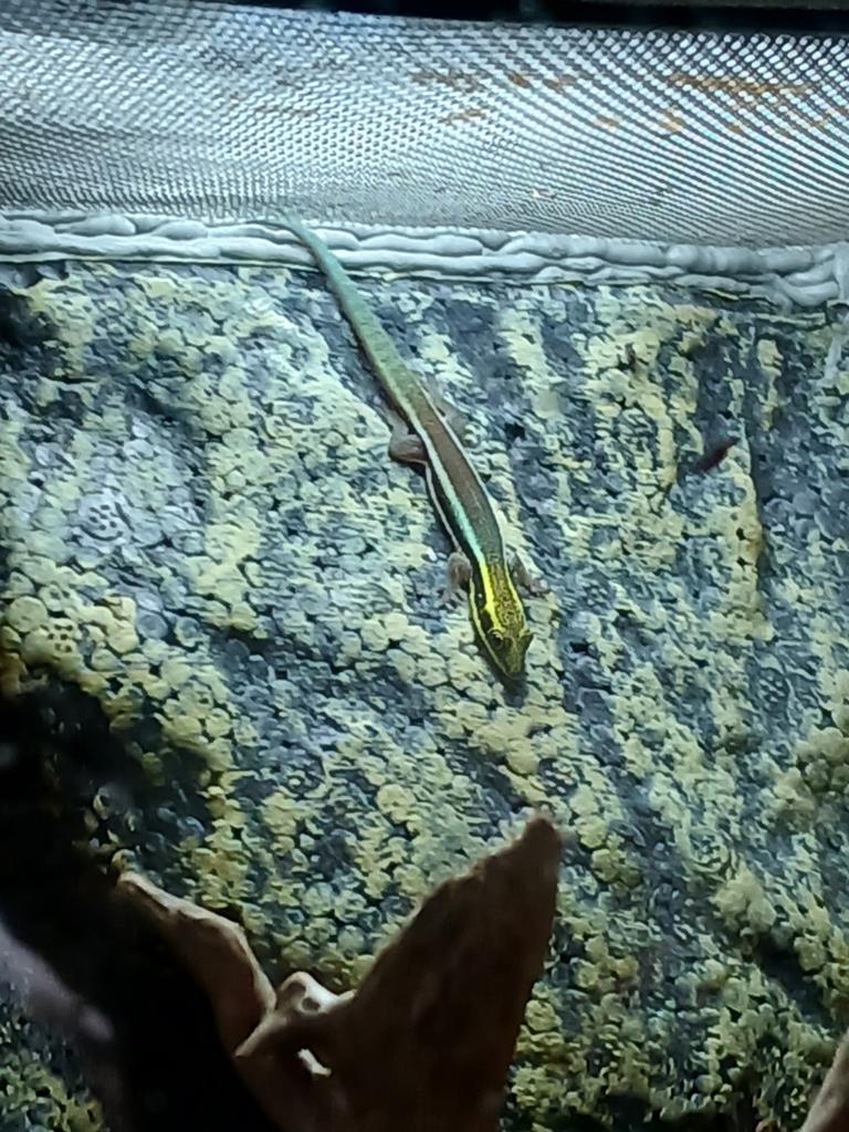 Phelsuma klemmeri, met verblijf of zonder., Hagedis, Met terrarium, 0 tot 2 jaar