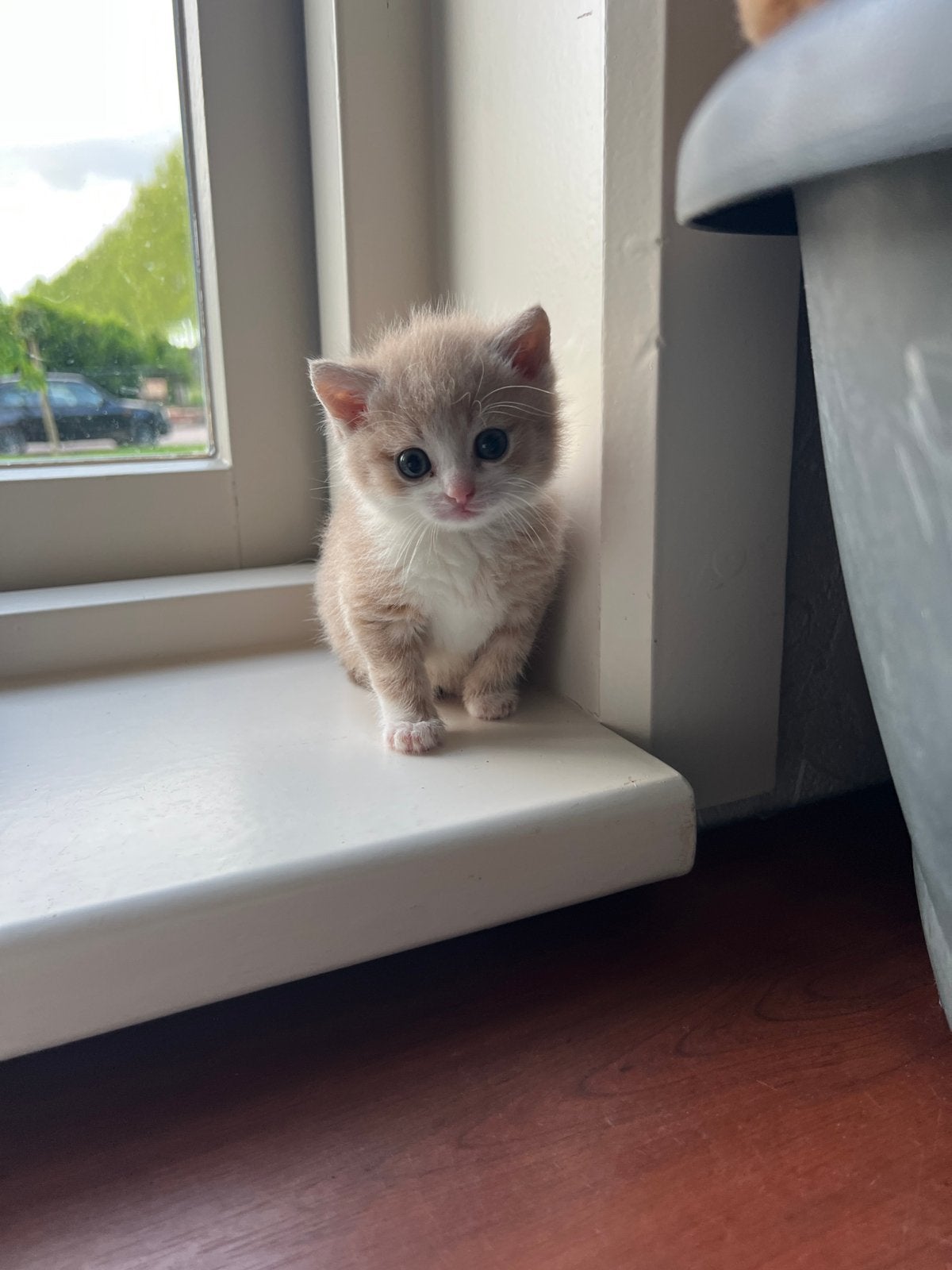 Noorse boskat kruising kittens, Meerdere dieren, Ontwormd, 0 tot 2 jaar