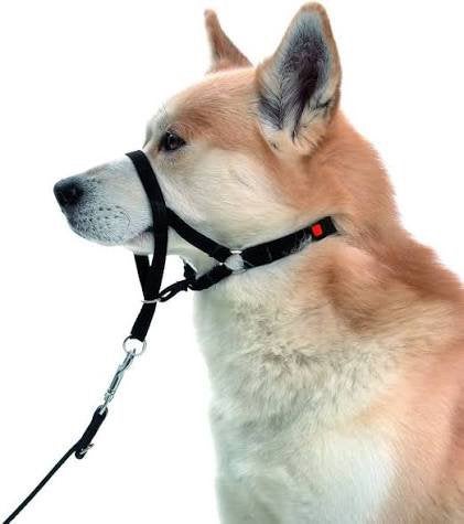 Honden anti trek halster, Ophalen of Verzenden, Nieuw