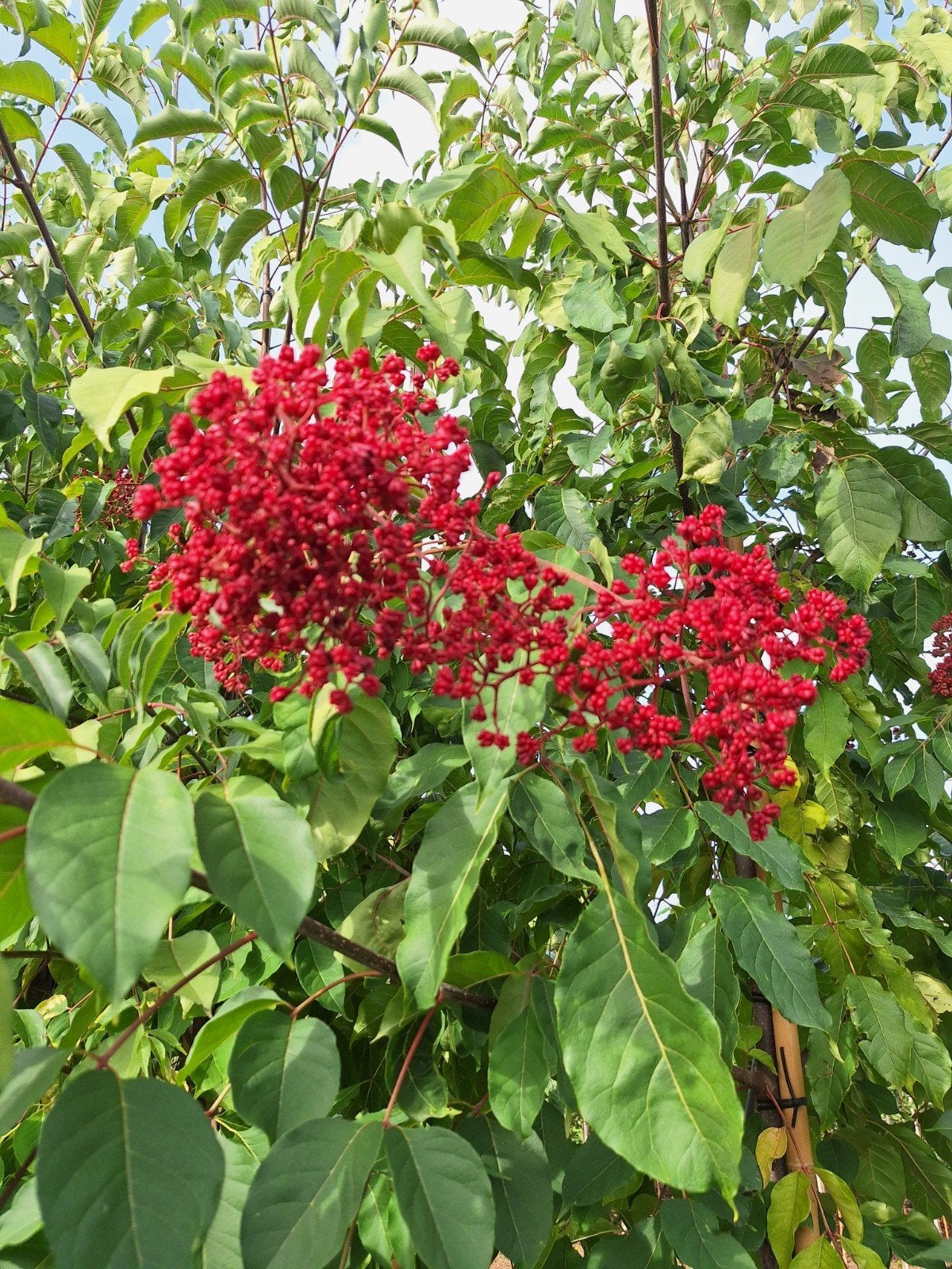 Tetradium daniellii 🌳🐝 bijenboom 🐝🌳, Ophalen, Volle zon, Overige soorten