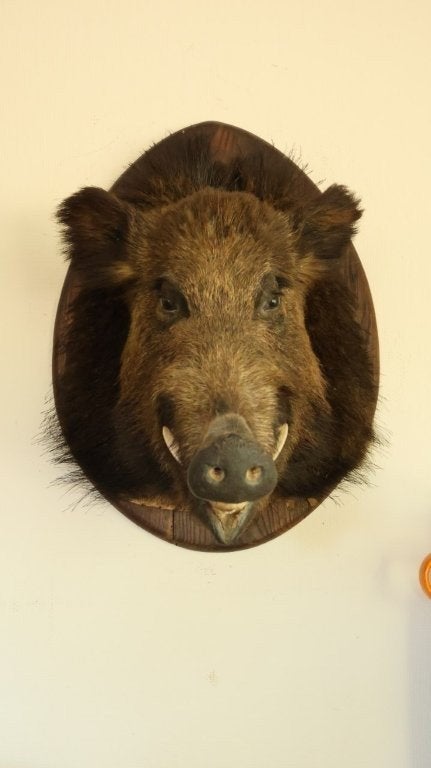 Taxidermie everzwijnkop, Verzamelen, Dierenverzamelingen, Ophalen, Gebruikt, Wild dier, Opgezet dier
