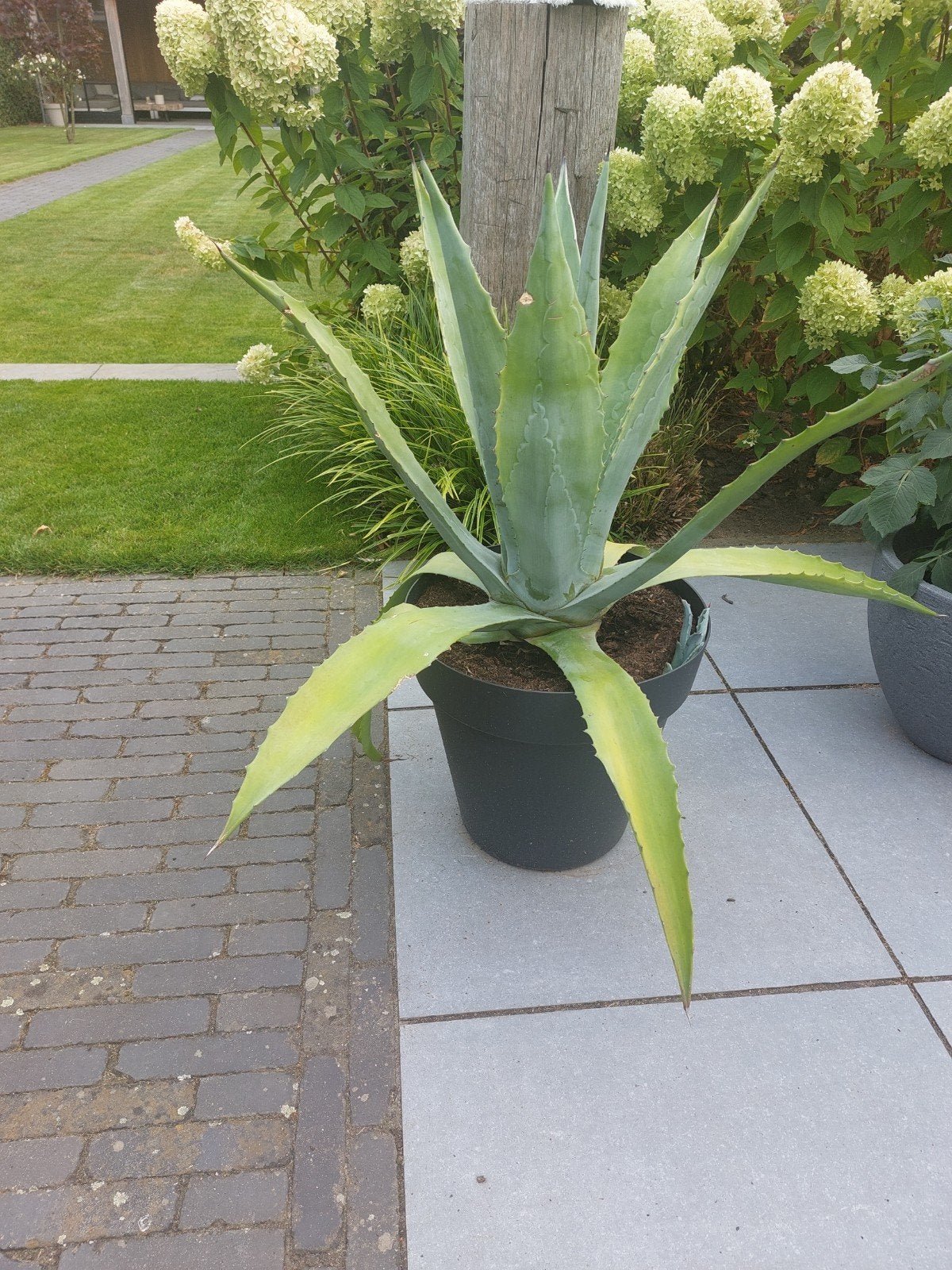 Grote/ Aloë Vera plant in pot - (50cm) Ideaal voor terras of, Tuin en Terras, Volle zon, Vaste plant, Bloeit niet, Ophalen