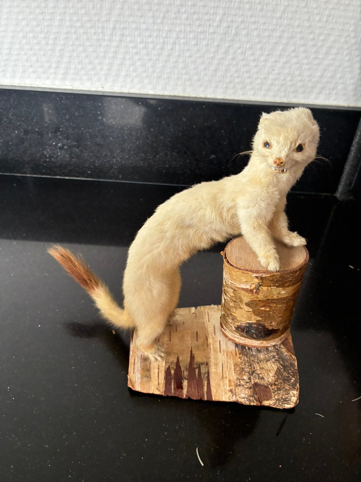 Opgezette hermelijn op stam taxidermie, Ophalen of Verzenden, Zo goed als nieuw, Wild dier, Opgezet dier