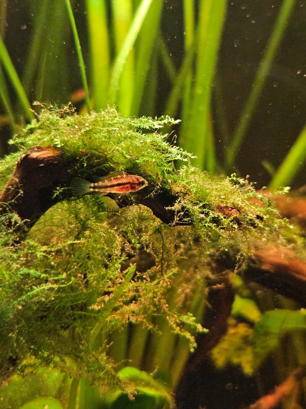apistograma cacatuides trippel red jongen (m/v), Vis, Zoetwatervis