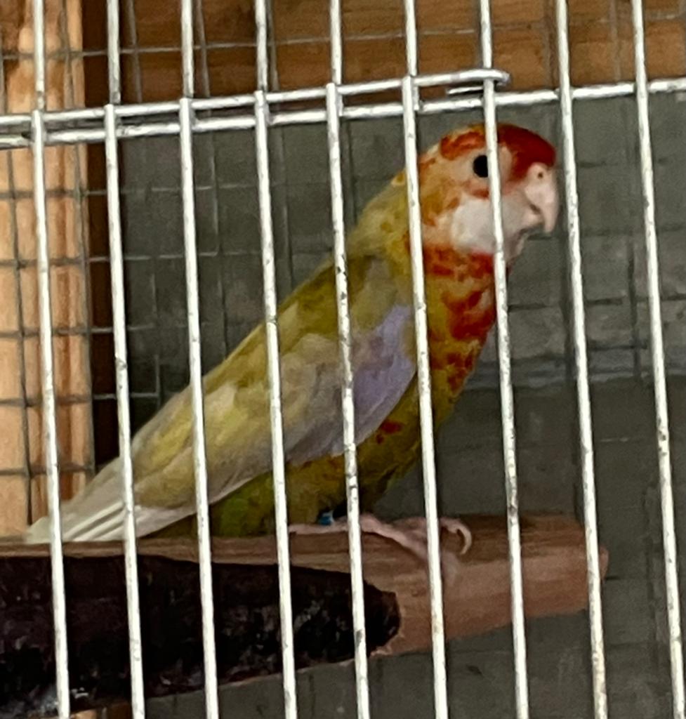 Rossela mutatie kweekpop te koop, Dieren en Toebehoren, Vrouwelijk, Parkiet, Geringd