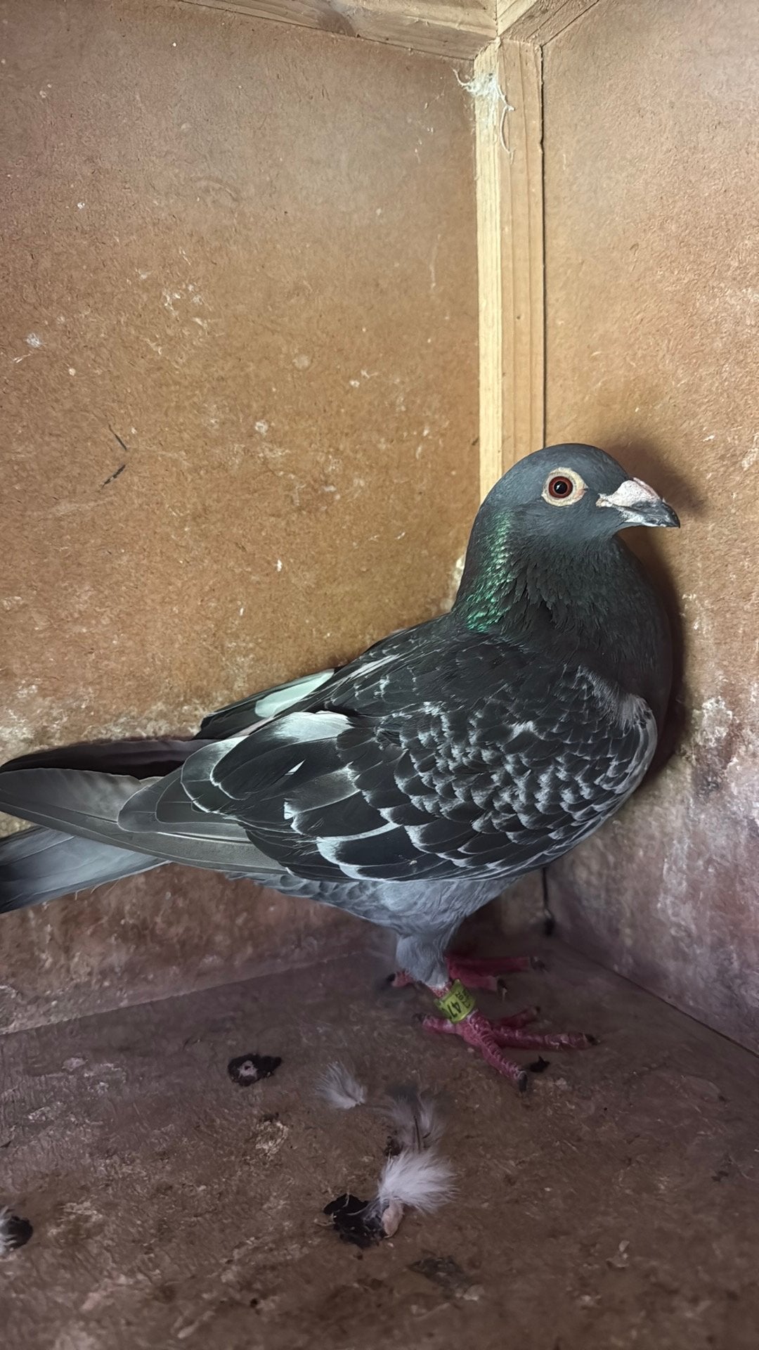 Doffer 953, Dieren en Toebehoren, Vogels | Duiven, Mannelijk, Kropper