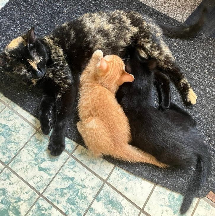 Kittens, Dieren en Toebehoren, Katten en Kittens | Overige Katten, Kater