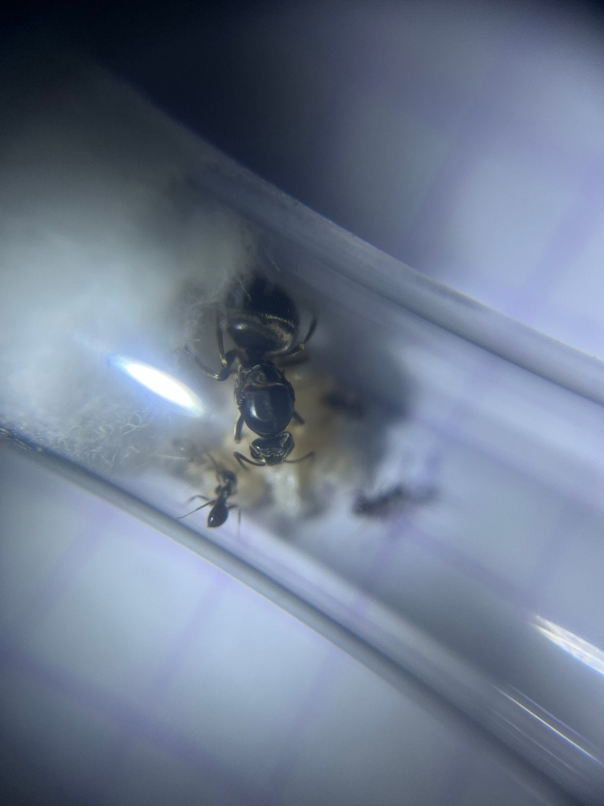Lasius Niger, colony 1q. 1-10w, Dieren en Toebehoren, Verzenden, Plant(en), Steen of Hout