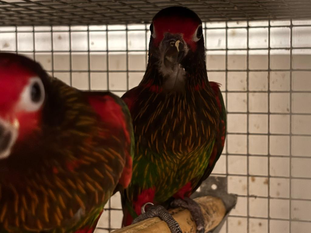 Lori’s, Dieren en Toebehoren, Meerdere dieren, Papegaai